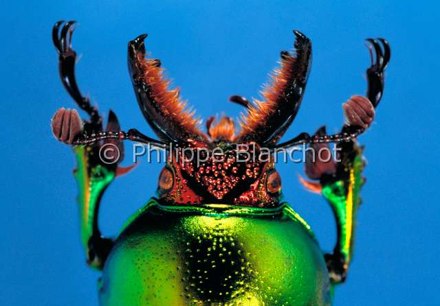 Lamprima latreillei.JPG - in "Portraits d'insectes" ed. SeuilLamprima latreillei Lamprima maleColeopteraLucanidaeNouvelle Guinee